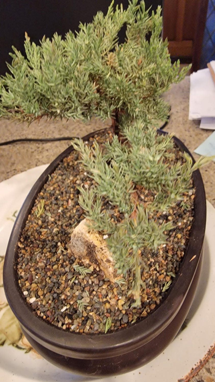 A sale on bonsai plants prompted a surprise gift for a son-in-law experimenting with the art, another way of bringing the green indoors for the winter months.