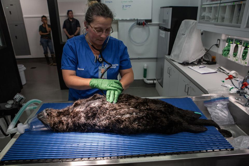 Marissa Young of the Monterey Bay Aquarium prepares a rescued female otter pup for surgery.