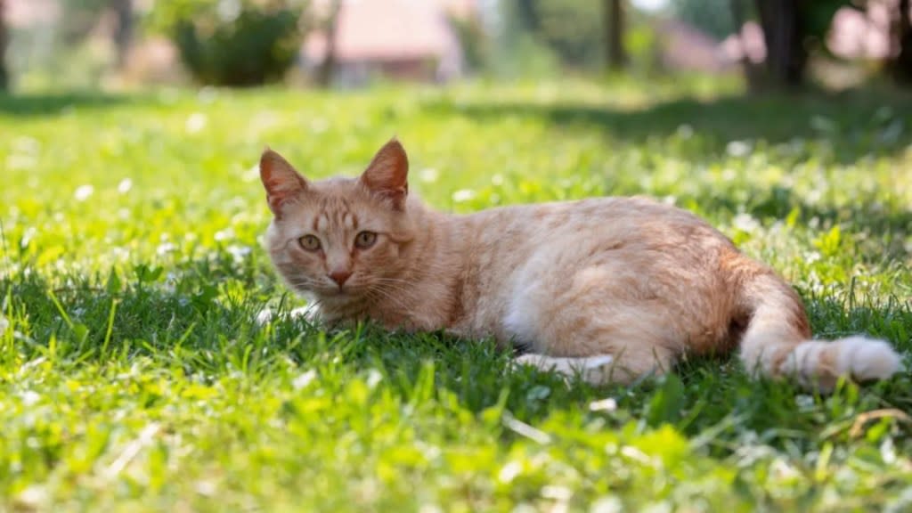 A brown cat lying on the grass, a South Florida woman is in custody for setting a cat on fire