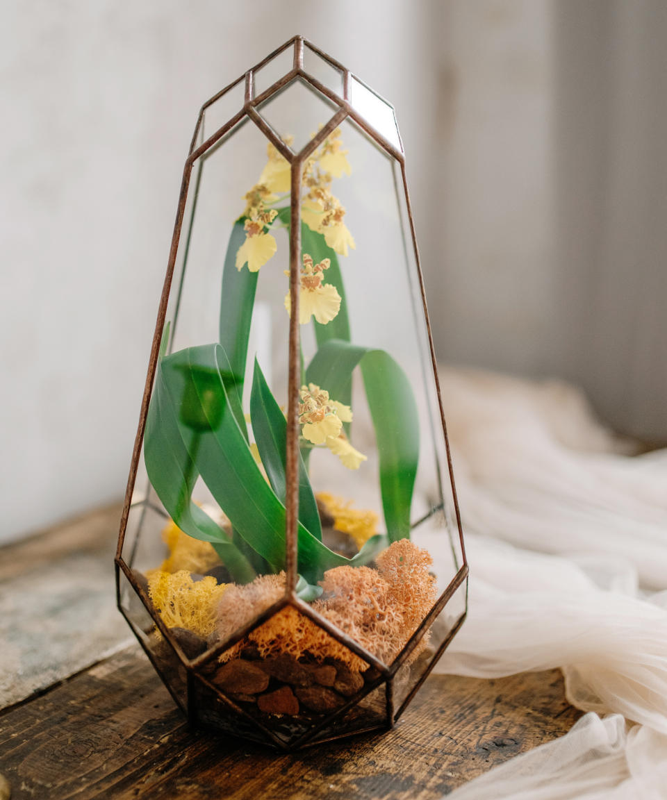 Yellow orchid inside terrarium