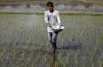 A farmer sprinkles fertilizer on a paddy field on the outskirts of Ahmedabad