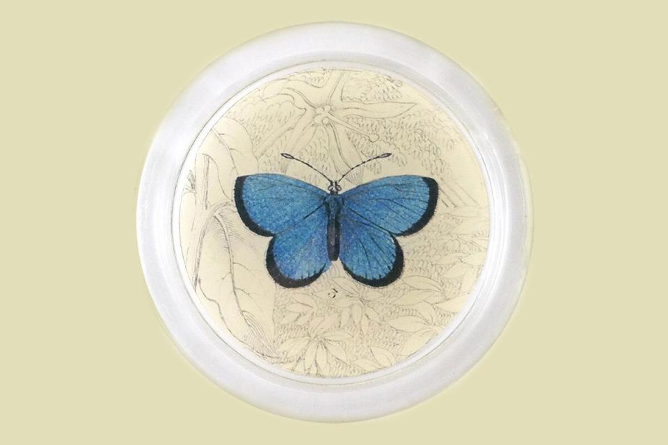 John Derian Argus Butterfly Coaster in 19th-Century Naturalist