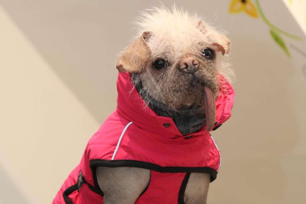 U.K.'s Ugliest Dog Spa Day