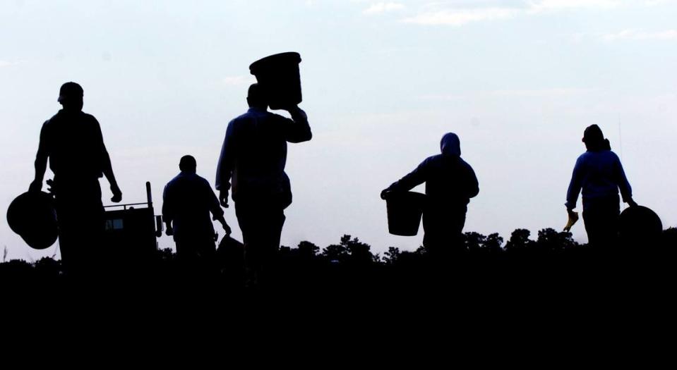 Migrant farm workers start a long day of picking tomatoes at a Taylor and Fulton farm on State Road 64, in East Manatee County, during 2006. Herald file photo