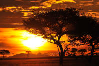 <b>African Sunset - Chobe National Park, Botswana, 2011</b> <p> A visit to Africa will change your life forever -- I know it did for me! After a full day of observing an abundance of wildlife and visiting with the local people, a fantastic sunset is the perfect end to the day!</p>