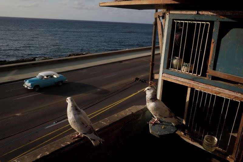 Cubanos recurren a la cría de palomas como escape en medio de la pandemia del coronavirus