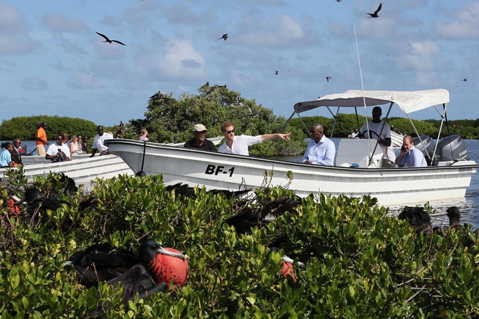 Prince Harry returned to Barbuda in 2016 where he took a boat tour through mangroves on the island to see one of the largest colonies of magnificent frigate birds in the world (Getty)