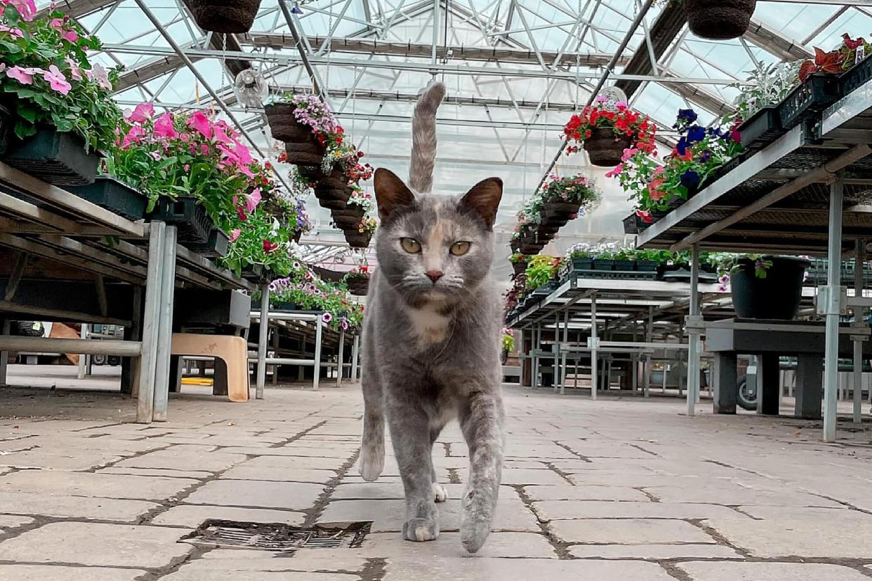 cat walking through greenhouse