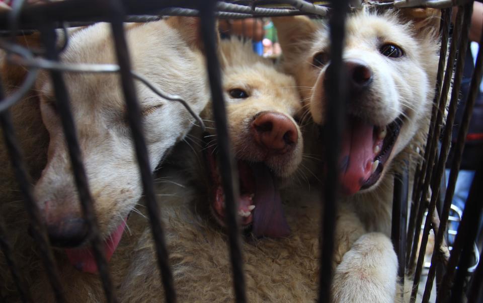 Three dogs in a cage at the Yulin festival in 2014. (Photo: Feature China/Barcroft Media via Getty Images)