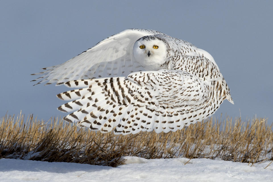 Barbara Fleming submitted this image of a snowy owl in Canada.