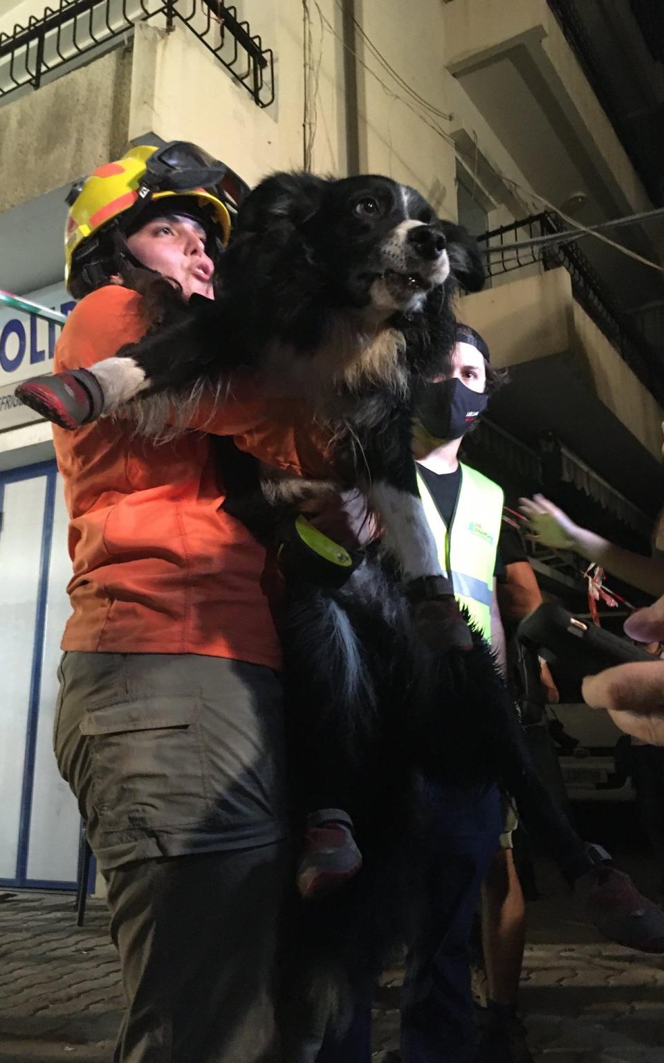 Flash the rescue dog at work in Beirut