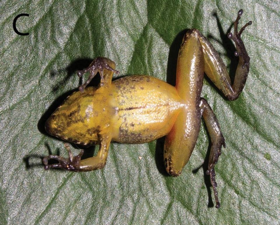 The underside of a Pristimantis similaris, or similar rubber frog. Photo from Vladimir Diaz-Vargas