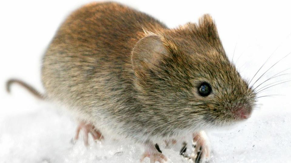 Das Hantavirus wird häufig von der Rötelmaus (Clethrionomys glareolus) auf den Menschen übertragen.