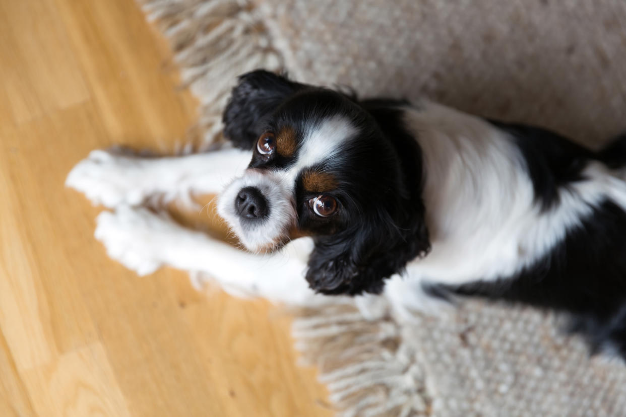 Wenn euch euer Hund voller Liebe anguckt, könnte es sein, dass er eure Aufmerksamkeit möchte.