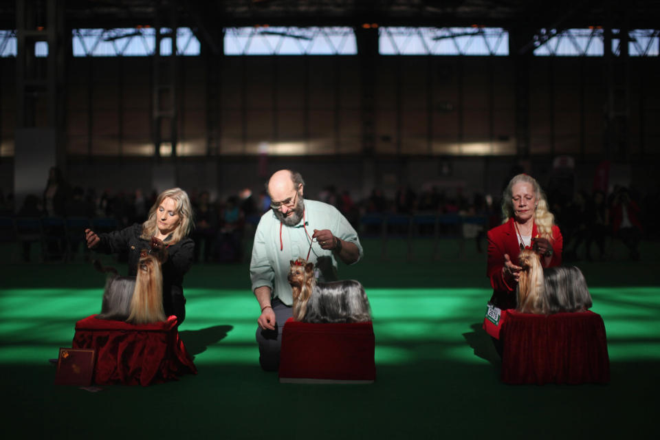 BIRMINGHAM, ENGLAND - MARCH 08: Yorkshire Terrier owners show their dogs in the ring on Day one of Crufts at the Birmingham NEC Arena on March 8, 2012 in Birmingham, England. During the annual four-day competition nearly 22,000 dogs and their owners will compete in a variety of categories, ultimately seeking the coveted prize of 'Best In Show'. (Photo by Dan Kitwood/Getty Images)