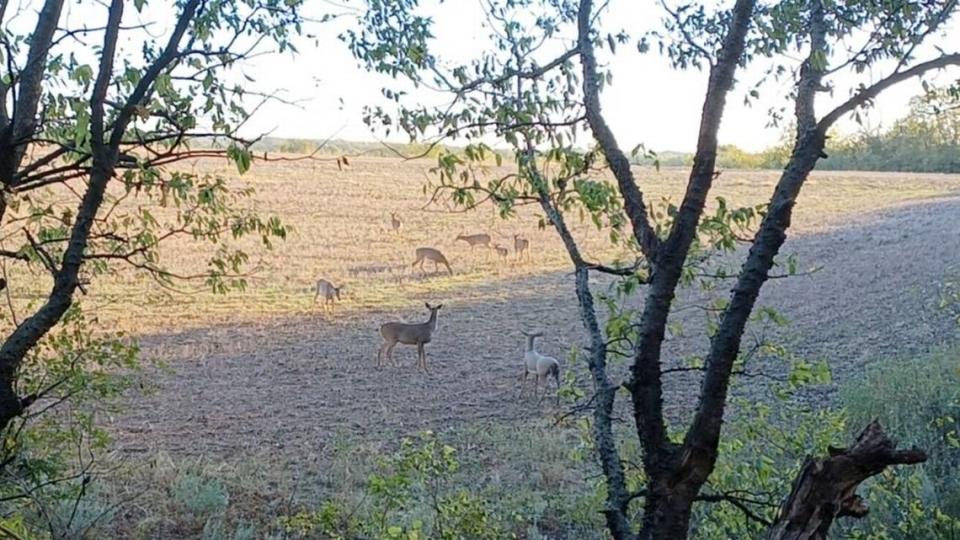 Deer decoys can be an effective hunting tool, but deer often wonder what the decoy is staring at. A group of does and yearlings appears curious about and skeptical of Eagle reporter Chance Swaim’s decoy during a recent hunt. 