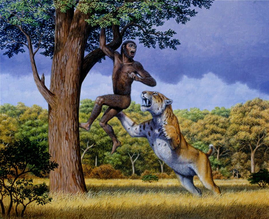 Ilustración de un tigre dientes de sable atacando a un Australopithecus. (Crédito imagen: Mauricio Antón).
