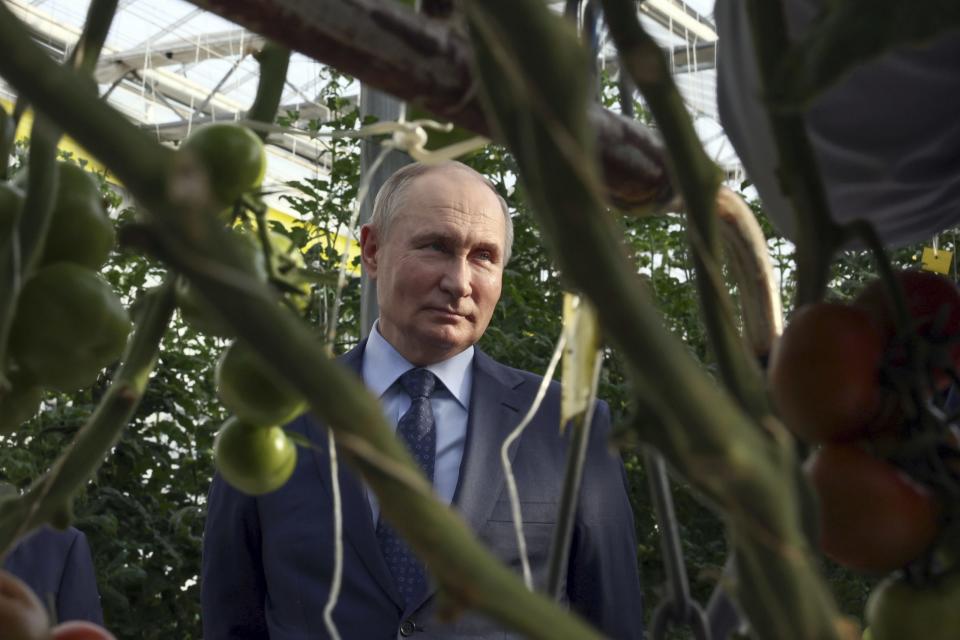 Schätzungen zufolge haben sich die russischen Weizenimporte in die EU in der Saison 2023/2024 auf 700.000 Tonnen verdoppelt. - Copyright: picture alliance / ASSOCIATED PRESS | Mikhail Metzel