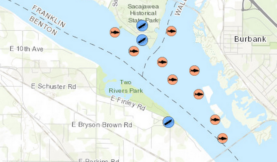 The fish in orange circles on this map show areas that have historically been good for catching northern pikeminnow near the confluence of the Snake and Columbia rivers.