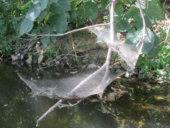 Scientists worked out how aggressive a colony was by vibrating the web and counting number of spiders that attacked (Jonathan Pruitt)