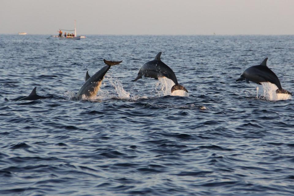 A playground for dolphins, Lovina is a black sand underdog for a Bali beach day (Getty Images/iStockphoto)