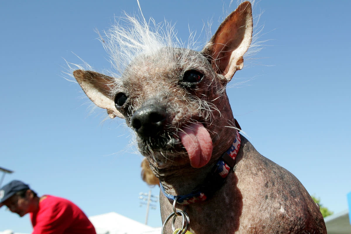 https://www.gettyimages.co.uk/detail/news-photo/the-2006-worlds-ugliest-dog-archie-a-chinese-crested-is-news-photo/71285912?adppopup=true