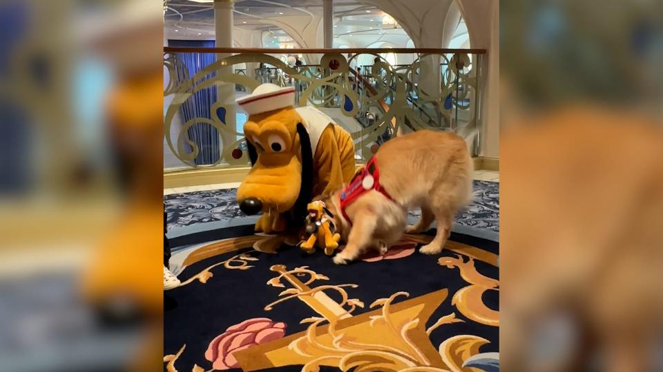 Forest, a multi-purpose service golden retriever, is greeted by his favorite character, Pluto, while traveling with his owner on a Disney Cruise.