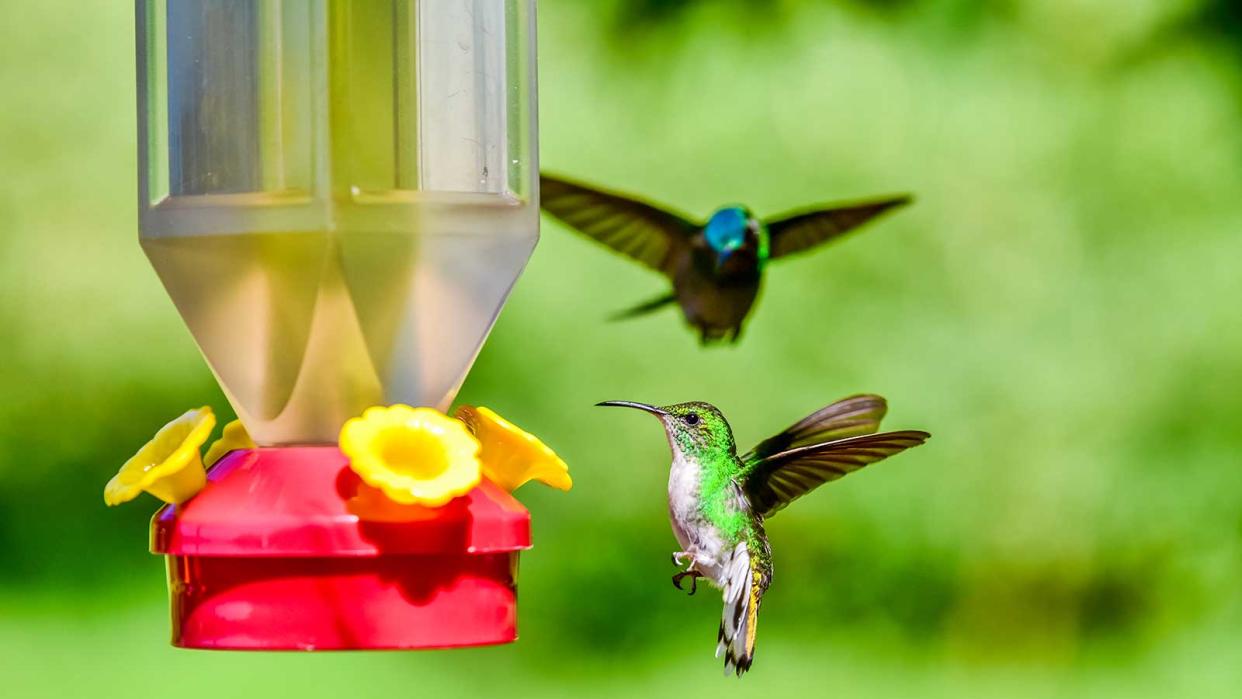  hummingbirds around feeder 