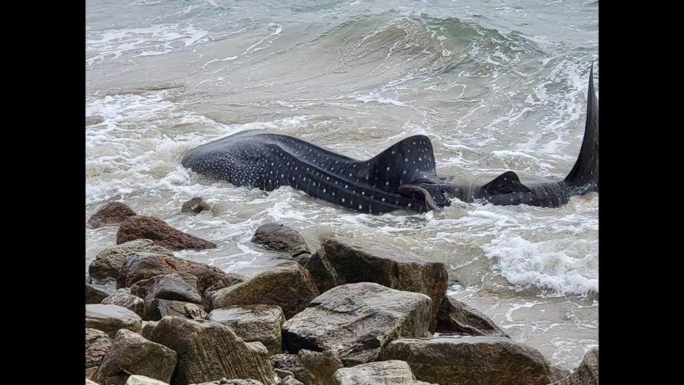 It took employees about an hour to remove the whale shark, the park said.