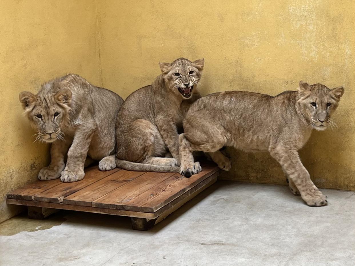 Lion cubs rescued from Ukraine have now arrived at the Yorkshire Wildlife Park (YWP/PA)