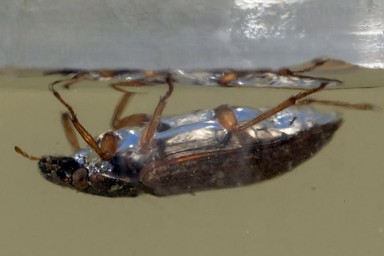 Un hidrofílido en una fotografía sin fecha. Según los investigadores, una burbuja de aire que sujeta al escarabajo podría brindarle flotabilidad ascendente para mantenerlo en lo alto, como sucede con esta otra especie de hidrofílido. (John Gould vía The New York Times)