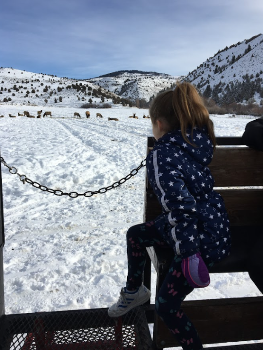 <em>Visitors young and old can enjoy a sleigh ride through herds of Elk at Hardware Ranch. (Photo courtesy UDWR.)</em>