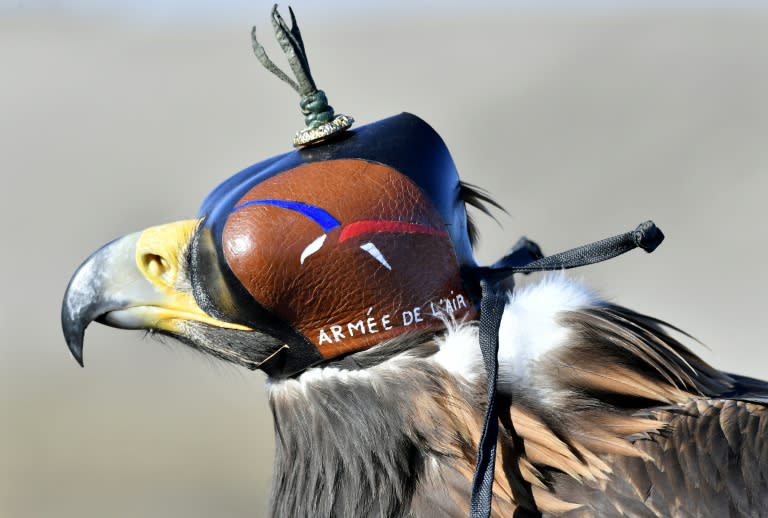 A D'Artagnan Royal Eagle trained in intercepting drones takes a rest at Air Force Base 118 in Mont-de-Marsan, southwestern France