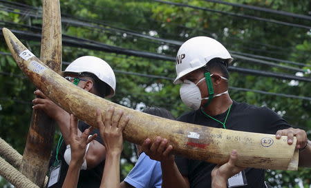 Officials hold confiscated elephant tusks before destroying the ivory at the Department of National Parks, Wildlife and Plant Conservation, in Bangkok, Thailand, August 26, 2015. REUTERS/Chaiwat Subprasom