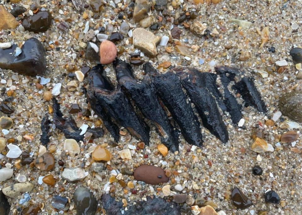 She noticed a wavy pattern in the gravel and dug out a tooth. Christine Bien / SWNS