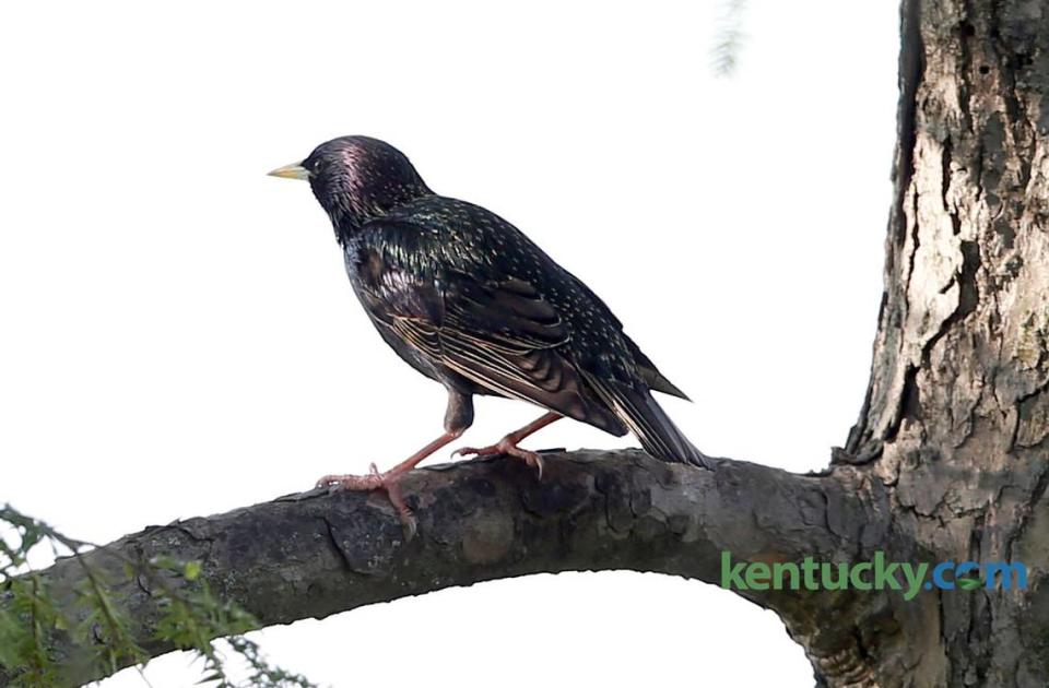 European starlings are considered pests by the Illinois Department of Natural Resources.