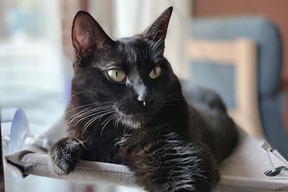 black cat that was found by recognizing his meow