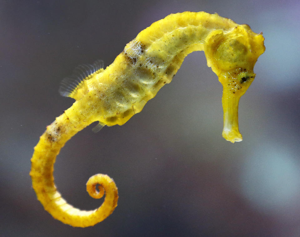 A seahorse swims in an aquarium in the zoo of Frankfurt, Germany, Tuesday, Oct. 16, 2012.(AP Photo/Michael Probst)