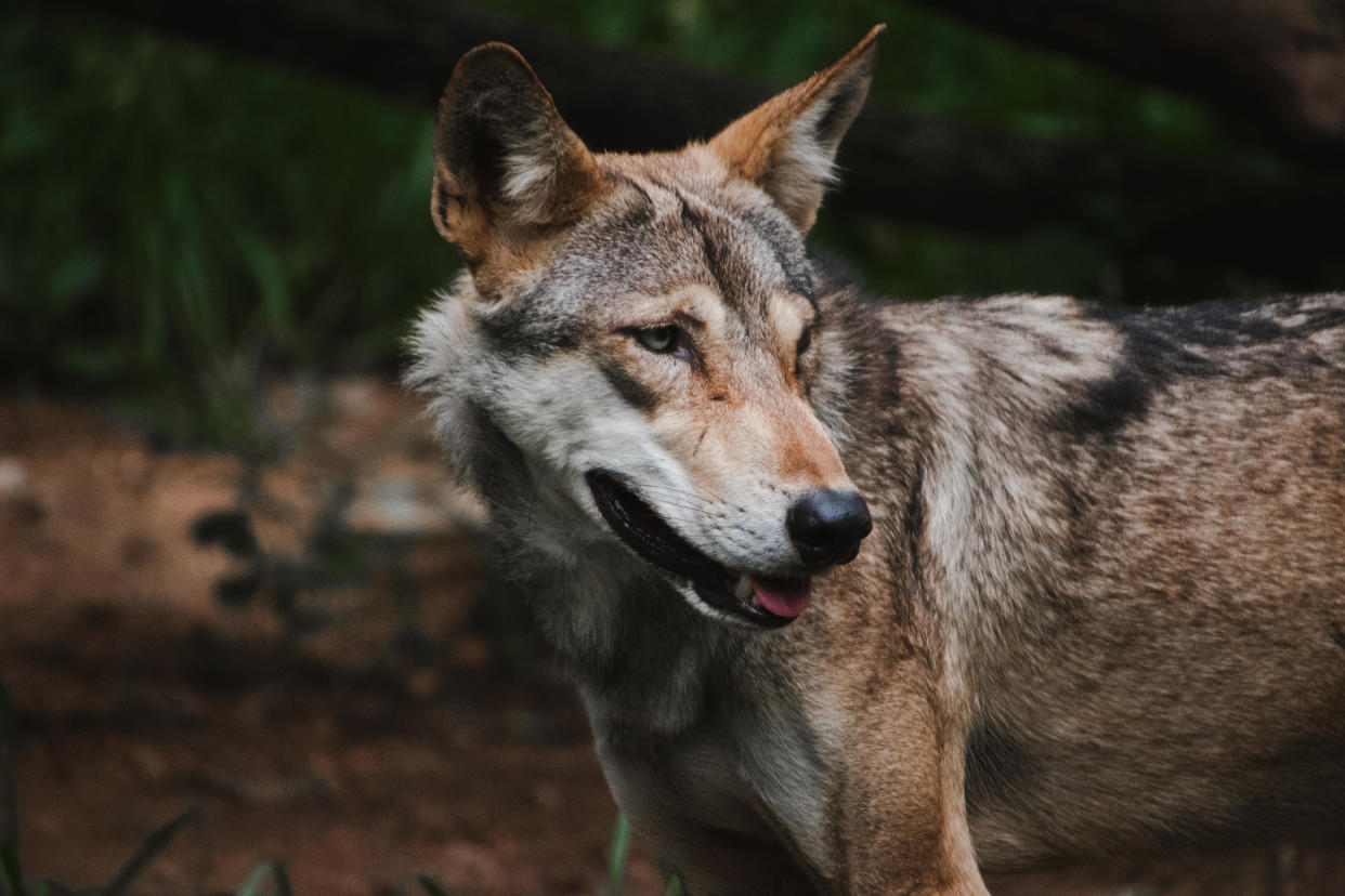 A wolf is seen in a file photo taken in a jungle area of India. / Credit: Anwar Attar/iStock/Getty