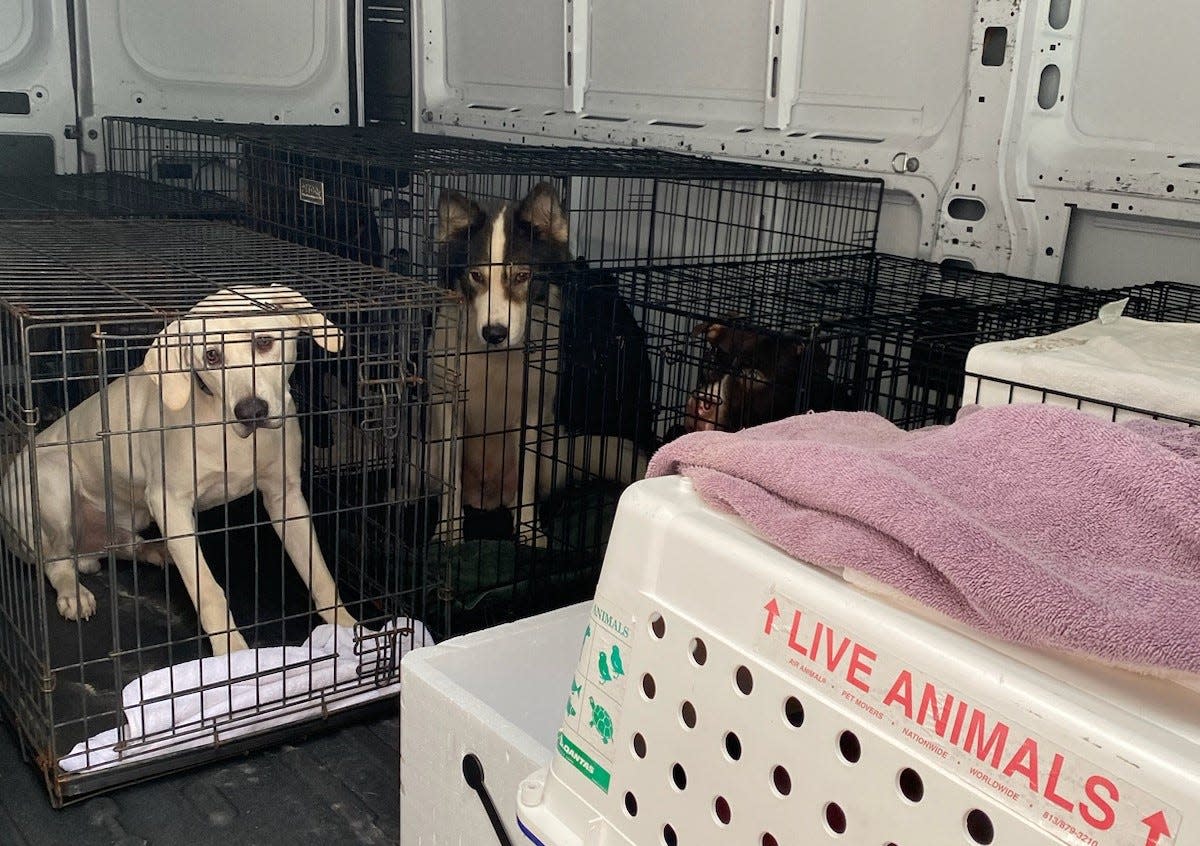 Nate’s Honor Animal Rescue in Bradenton received 20 animals from Gilchrist County Animal Services in the state's Big Bend region less than 24 hours before Hurricane Idalia made landfall on Wednesday. Like many of NHAR’s rural transfer partners, the shelter has limited indoor housing for their animals. "We are lucky to have new construction designed to withstand hurricane forces, and have a responsibility to help the animals in parts of our state who are in a more direct path,” said NHAR director Dari Oglesby, who coordinated the transfer in partnership with Cat Depot. For information about adoption, visit nateshonoranimalrescue.org and catdepot.org.