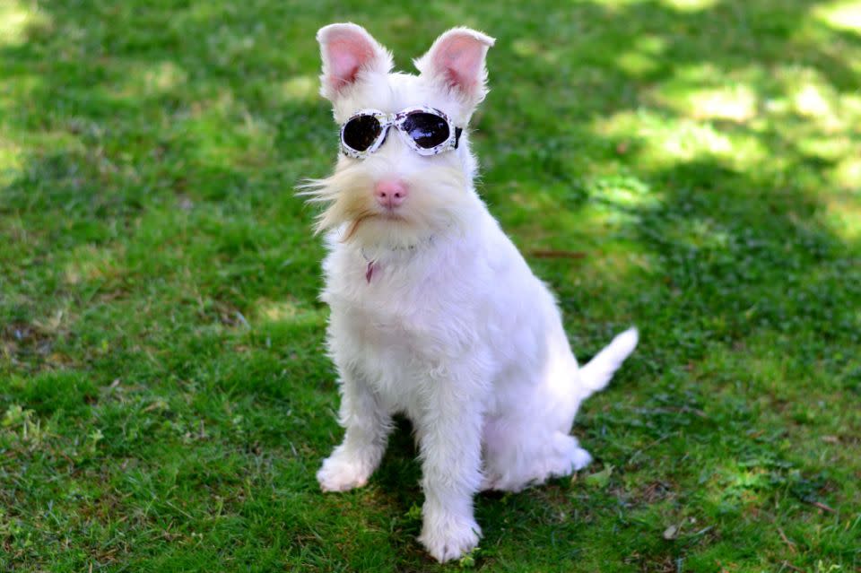 Too much direct sunlight could kill this adorable albino puppy – but his suave sunglasses have made him a social media star. (Photo: Caters News)