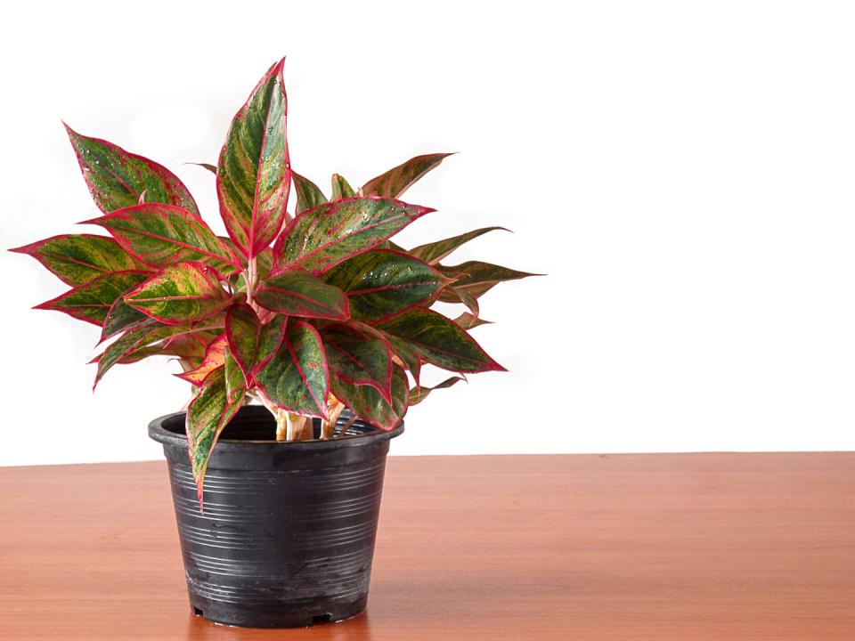 19) Aglaonema