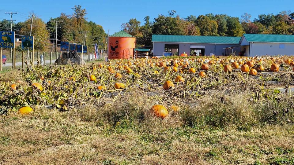 The Nix Pumpkin Patch still has plenty of you-pick pumpkins available. It is located at 3726 Chimney Rock Road.