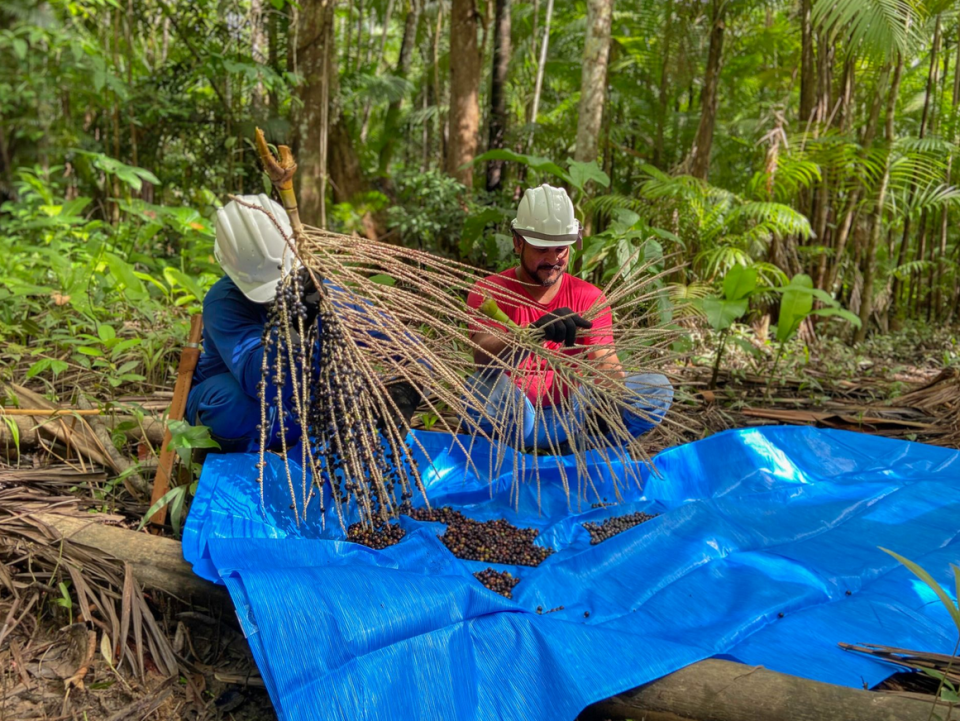 Amazonia brasil cosecha