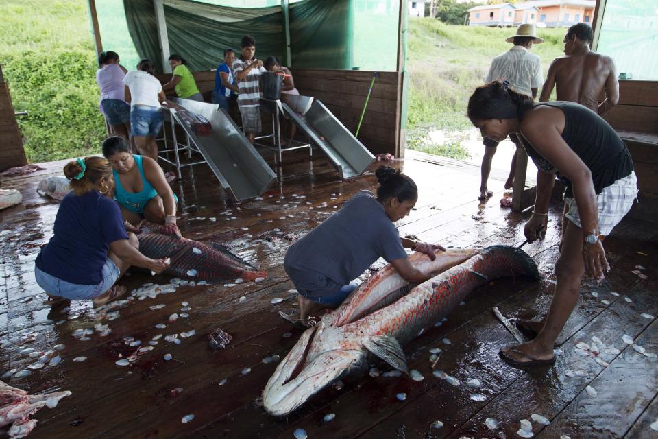 Villagers from the Sao Raimundo do Jaraua community clean their day's catch of arapaima after fishing along a branch of the Solimoes river