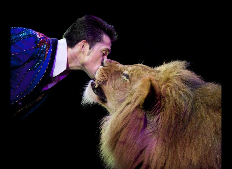 Alexander Lacey, the big cat trainer for Ringling Brothers And Barnum & Bailey Circus, has been working with lions and tigers for 18 years, ever since he followed his dad into the business.