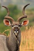 A Greater Kudu.