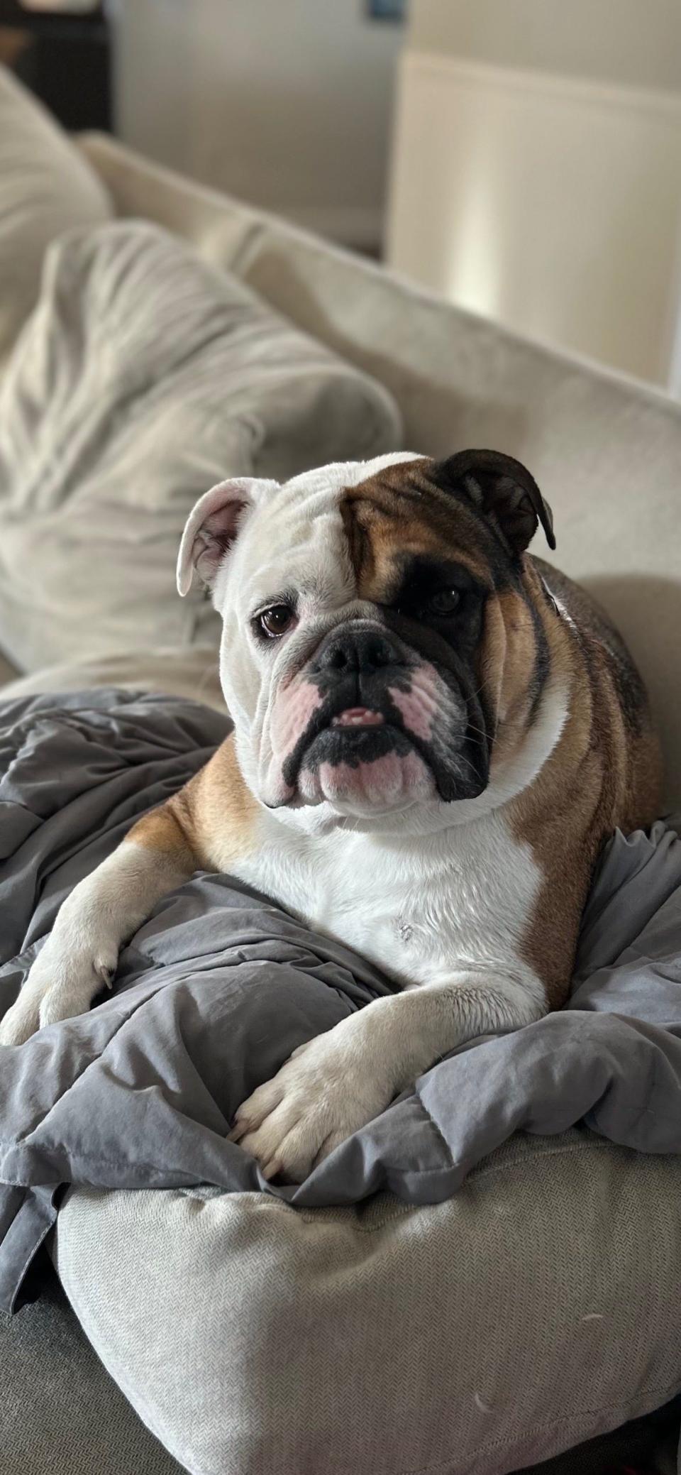 Emma, a bulldog from Phoenix, curls up on her favorite blanket. When she hears fireworks, she barks and whines, more annoyed than scared.