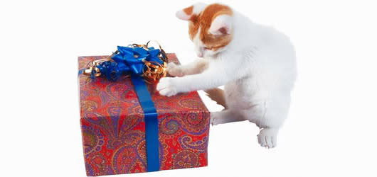 Cat opening a present