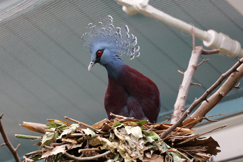 Victoria Crown Pigeon bird sitting in a nest